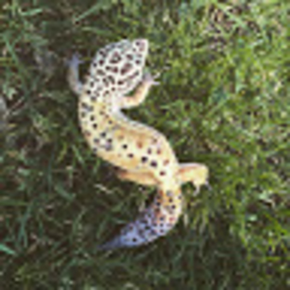 gothicfrog